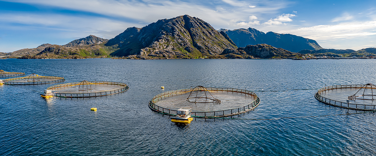 Aquaculture Farm At Sea
