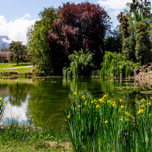 Beautiful Green Garden With A Pond