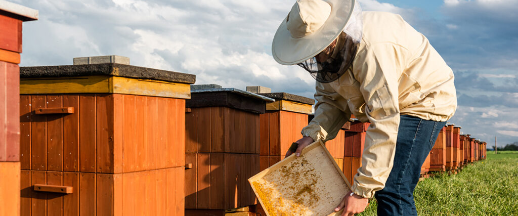 Bee Keeper Outdoors With Hives