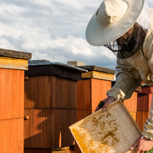 Bee Keeper Outdoors With Hives