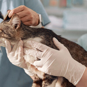 Cat Has Temperature Taken At The Vet