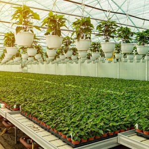 Hydroponic Garden Tables & Lights