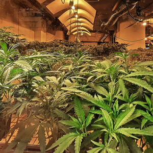 Indoor Marijuana Grow House