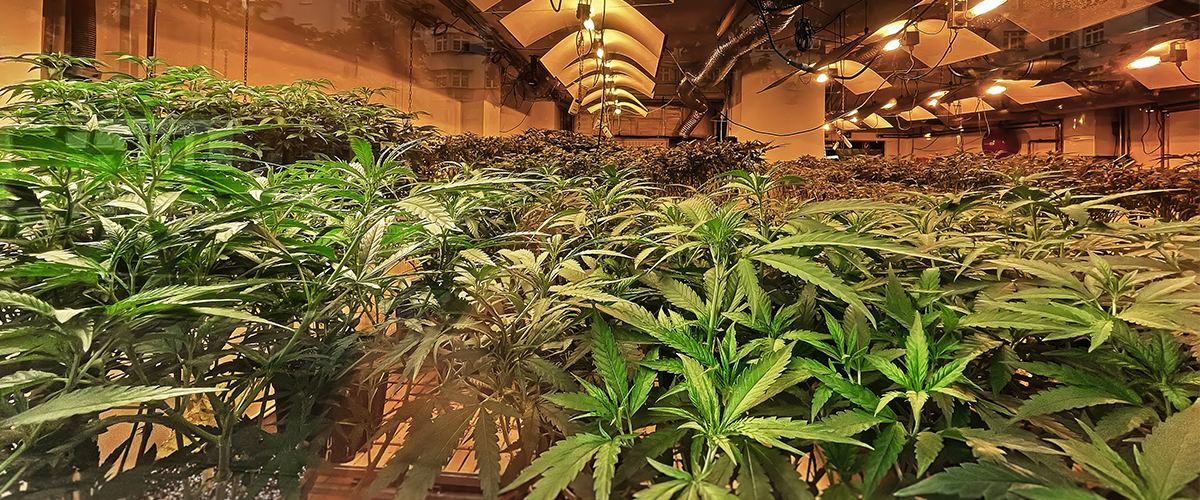 Indoor Marijuana Grow House