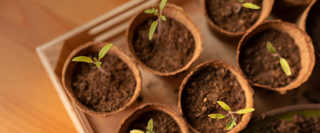 Permaculture Seedlings