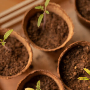 Permaculture Seedlings