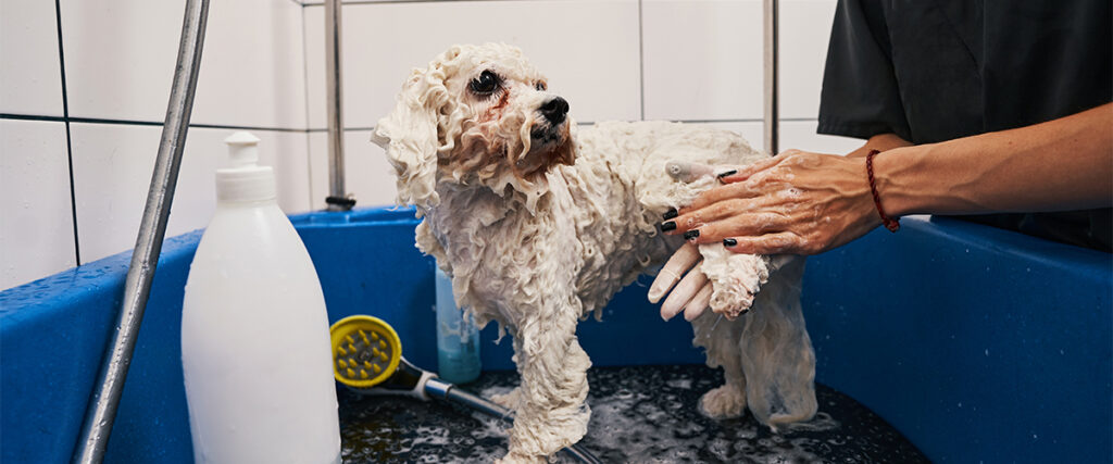 Small White Dog At The Groomers